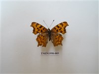 藏品(突尾鉤蛺蝶)的圖片